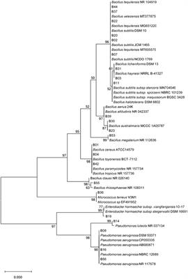 Culturable Bacterial Endophytes Associated With Shrubs Growing Along the Draw-Down Zone of Lake Bogoria, Kenya: Assessment of Antifungal Potential Against Fusarium solani and Induction of Bean Root Rot Protection